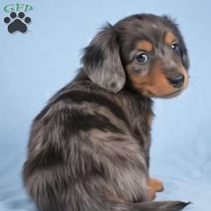 Bella, Dachshund Puppy